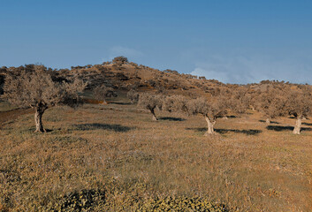 Olive trees in Andalusia