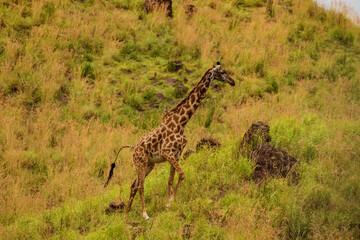 a female african giraffe with a red-billed buffalo starling on her neck in an African nature reserve