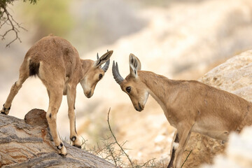 View of pair of young Nubian Ibex practice fighting, on the edge of Zin river, in the Negev Desert,...