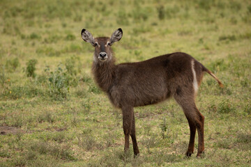 Naklejka na ściany i meble Female of African Waterbuck in long dry grass in a South African wildlife reserve close up