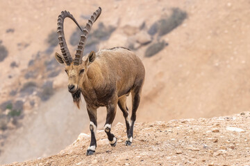 The Nubian ibex (Capra nubiana)  is a desert-dwelling goat species found in mountainous areas of Algeria, Egypt, Ethiopia, Eritrea, Israel, Jordan, Lebanon, Oman, Saudi Arabia, Sudan, and Yemen - obrazy, fototapety, plakaty