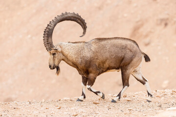 The Nubian ibex (Capra nubiana)  is a desert-dwelling goat species found in mountainous areas of Algeria, Egypt, Ethiopia, Eritrea, Israel, Jordan, Lebanon, Oman, Saudi Arabia, Sudan, and Yemen