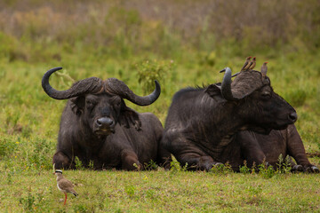 An African buffalo in a field in Masai Mara, Kenya during daylight