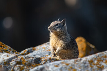 chipmunk on the rock