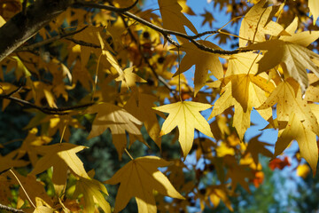 Close-up of Golden leaves and spiky black balls seeds of Liquidambar styraciflua, commonly called American sweetgum (Amber tree) in focus against background of blurry leaves. Nature concept for design