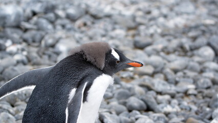 Fototapeta premium Gentoo penguin (Pygoscelis papua) chick at Brown Bluff, Antarctica