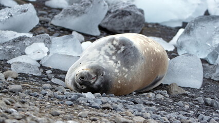 crabeater seal (Lobodon carcinophaga) lying on the ground, among chunks of ice at Brown Bluff, Antarctica