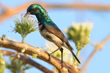Portrait of a beautiful white-bellied sunbird