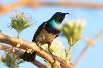 Portrait of a beautiful white-bellied sunbird