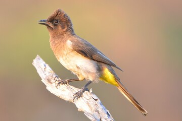 Portrait of a common bulbul, Mudumu NP, Namibia