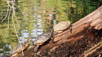 Turtles