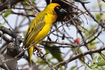 Portrait of a southern masked weaver, Windhoek