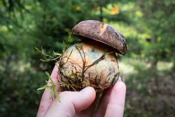 Suillellus luridus boletus in a hand. High quality photo
