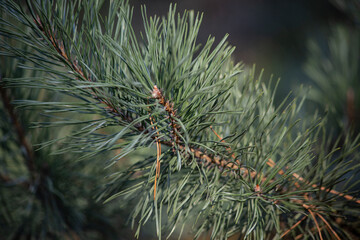 Naklejka na ściany i meble Green background ob branch of a pine tree. Selective focus, blurred background. High quality photo