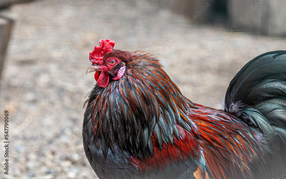 Poster portrait of a beautiful colorful rooster with a bright red comb. countryside concept with domestic b