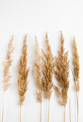 Six branches of dry reed on a white background. View from above.