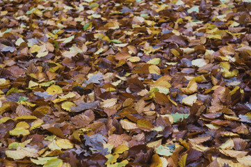 Autumn colored leaves and foliage in the forest