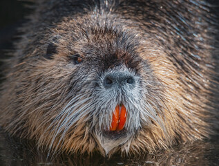 Nutria im Wasser