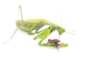 green praying mantis eats a beetle on a white background close-up. insect predator. nature and zoology