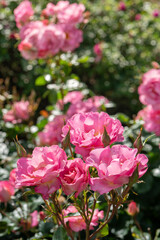 Pink Pacific Glory Roses
