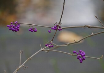 Violette Früchte am Strauch