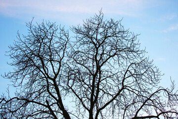 tree branches without leaves against the blue sky. autumn season in nature