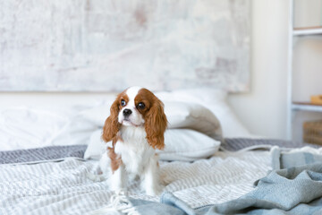 A little poppy of cocker sits at the bed