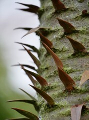 Stacheln der Andentanne am Baumstamm