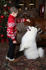 Child trains dog: breed Samoyed, Nenets Herding Laika. Holiday decor indoor. New Year home interior. Kid with pet, dog with blue eyes. Dog gives five. Smart Samoyed dog, cute white puppy, animal, pet