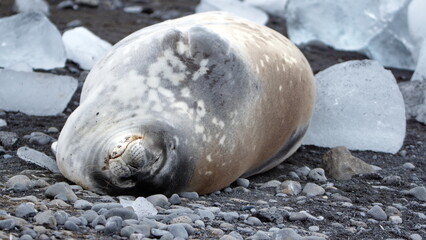 crabeater seal (Lobodon carcinophaga) lying on the ground, among chunks of ice at Brown Bluff, Antarctica