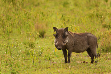 a large male warthog in its natural environment in an African reserve. close up