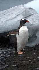 Gentoo penguin (Pygoscelis papua) in front of an iceberg at Brown Bluff, Antarctica