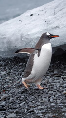 Gentoo penguin (Pygoscelis papua) in front of an iceberg at Brown Bluff, Antarctica