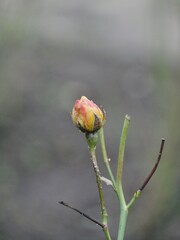Rosenknospe am Zweig