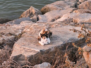 Calico cat sitting on a stone on the seashore