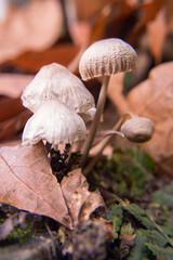 mushrooms in the forest