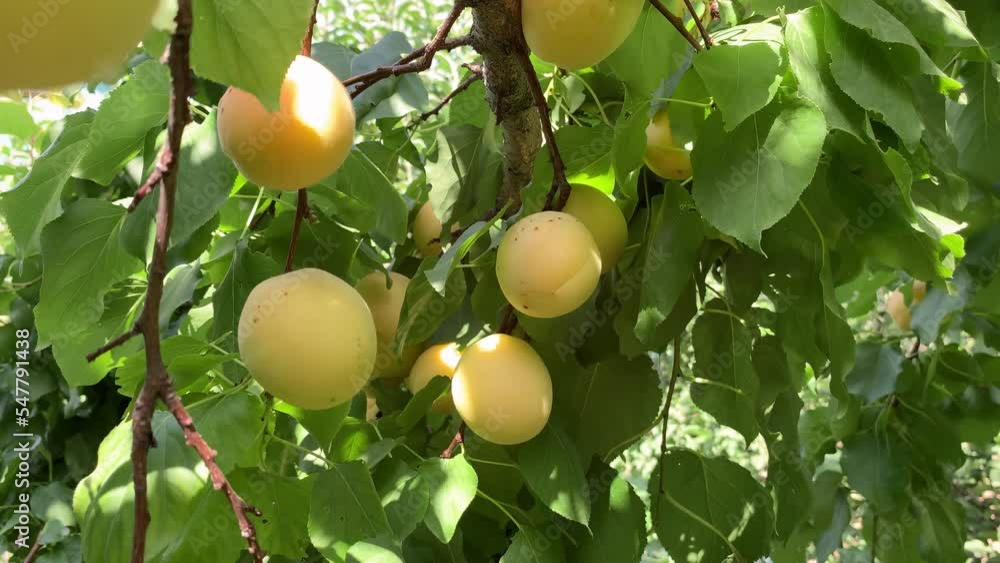 Poster Apricots on apricot tree. Summer fruits. Ripe apricots on a tree branch. Close up