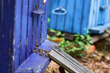 Close up Honey bees swarming and flying around their beehive. Color wooden beehive and bees. Plenty of bees at the entrance of old beehive in forest apiary.