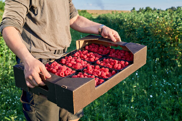 Raspberry agriculture business. Farmer cultivating and harvesting fruit. Hand hold or carry crate...