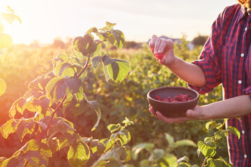 Gardening. Woman picking raspberries in the garden. Girl holds a box with ripe raspberries. Female hand picks raspberries from the bush. - obrazy, fototapety, plakaty