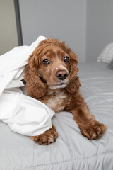 Portrait of a cocker spaniel dog laying in bed. He has a white bed sheet beside him. This photo was taken in a bedroom at his home. He is resting.