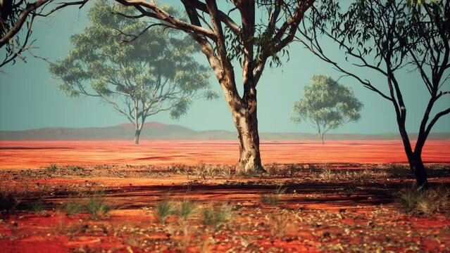 African savanna landscape with acacia trees