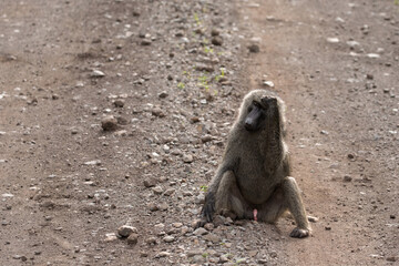 Large male chacma baboon (Papio ursinus) sitting in natural habitat, South Africa