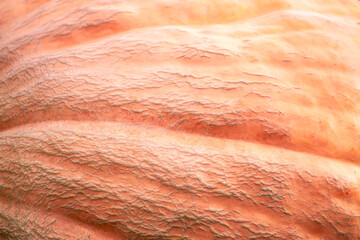 Big red pumpkin background, copy space, Orange giant pumpkin texture, close-up