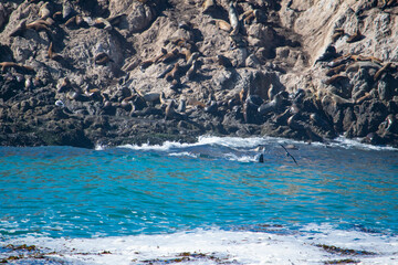 waves on the rocks with animals