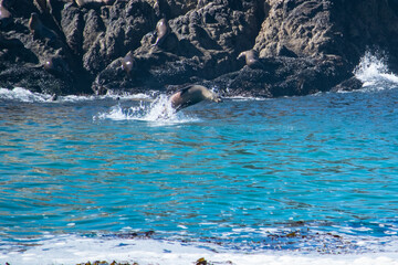 sea lion in the water