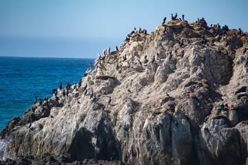 rocky coast of the sea