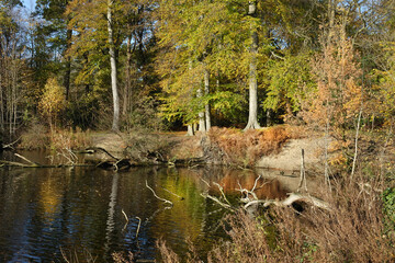 Fototapeta premium Autumn in the woodlands of Zuid-Holland