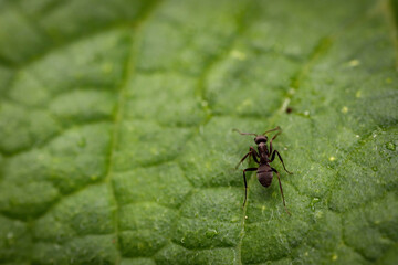 A single forest with a macro photographed on a green leaf.