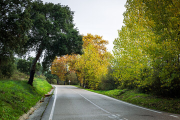 Fototapeta premium Autumn landscape with coloured trees in the green fields and blueskies. Countryside of Ribatejo in the portuguese village of Chamusca - Portugal